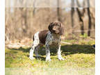 German Shorthaired Pointer PUPPY FOR SALE ADN-391192 - Adorable AKC German