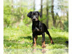 Rotterman PUPPY FOR SALE ADN-391195 - Adorable Doberman x Rottweiler Puppies for