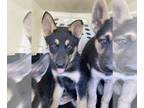 German Shepherd Dog-Siberian Husky Mix PUPPY FOR SALE ADN-390954 - Shepsky