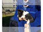 Basenji PUPPY FOR SALE ADN-390935 - Super pups