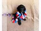 Aussiedoodle PUPPY FOR SALE ADN-391306 - Litter of 10