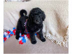 Aussiedoodle PUPPY FOR SALE ADN-391307 - Litter of 10