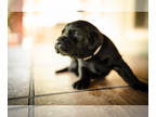 Labrador Retriever PUPPY FOR SALE ADN-391318 - AKC Purebred Yellow Labrador