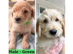 Goldendoodle PUPPY FOR SALE ADN-391388 - Beautiful Goldendoodles