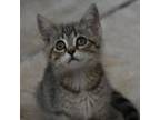 Adopt Venza (BSM-Fostered in TN) a Domestic Short Hair, Tabby