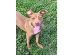 Adopt BAILEY a Terrier, Mixed Breed