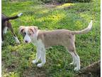Adopt Genesis - Available for a meet & greet a Catahoula Leopard Dog