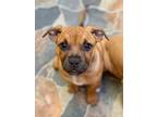 Adopt Remi a Boxer, Pit Bull Terrier