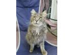 Adopt Oliver a Domestic Long Hair, Maine Coon