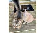 Adopt Fluffy & Pancake (bonded) a Maine Coon, American Shorthair