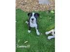 Adopt Cachena a American Staffordshire Terrier