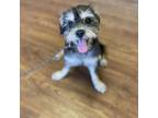 Adopt Okra a Yorkshire Terrier, Shih Tzu