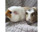 Adopt Pico and Poncho a Guinea Pig