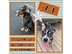 Adopt Axel (meatball) a American Staffordshire Terrier
