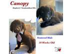 Adopt Canopy a Shepherd, Newfoundland Dog