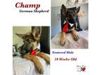 Adopt Champ a German Shepherd Dog