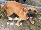 Adopt Smiley a American Staffordshire Terrier, Labrador Retriever