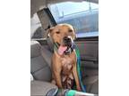 Adopt Brie a Mixed Breed