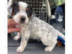 Adopt Charley a Australian Cattle Dog / Blue Heeler, Beagle