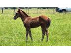 Accredited La bred weanling filly out of stakes producing mare