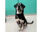 Adopt VALENTINA a Black Great Dane / Mixed dog in San Antonio, TX (34758219)