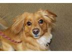 Adopt a Tan/Yellow/Fawn Cocker Spaniel / Mixed dog in Upland, CA (34758217)