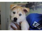 Adopt a Red/Golden/Orange/Chestnut - with White Husky / Mixed dog in Upland