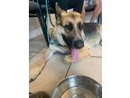 Adopt Sweetie a Black - with Tan, Yellow or Fawn German Shepherd Dog / Mixed dog