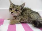 Adopt a Brown Tabby Domestic Shorthair / Mixed (short coat) cat in Fort