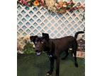Adopt LAZLO a Black - with White German Shepherd Dog / Mixed dog in Baldwin