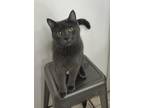 Adopt Remington a Gray or Blue Russian Blue (short coat) cat in Springfield