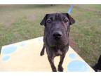 Adopt *WHIMSY a Black Shar Pei / Mixed dog in Ocala, FL (34758262)