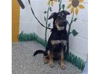 Adopt RANDALL a Black - with Tan, Yellow or Fawn German Shepherd Dog / Mixed dog
