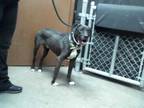 Adopt HUNTER a Black - with White Labrador Retriever / Mixed dog in Mesa