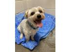 Adopt Momo a White Mixed Breed (Small) / Mixed dog in Barco, NC (34758092)