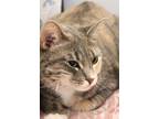Adopt Pixie a Calico or Dilute Calico Domestic Shorthair / Mixed (short coat)