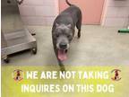 Adopt Boba Fett a Gray/Blue/Silver/Salt & Pepper American Pit Bull Terrier /