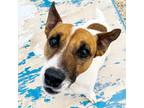 Adopt Teddy a White - with Brown or Chocolate Jack Russell Terrier / Mixed dog
