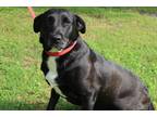 Adopt Libby a Black - with White Labrador Retriever / Mixed dog in Conway