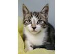 Adopt Maverick a Brown Tabby Domestic Shorthair / Mixed (short coat) cat in