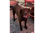 Adopt Daisy a Labrador Retriever / Mixed dog in Lancaster, PA (34757944)