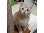 Adopt Marco a Orange or Red (Mostly) Domestic Shorthair / Mixed (short coat) cat