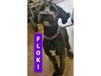 Adopt Floki a Black Poodle (Standard) / Mixed dog in Cedar Rapids, IA (34755874)