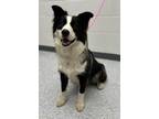 Adopt Judge a Black Border Collie / Mixed dog in Caldwell, ID (34757811)