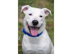 Adopt Casper A White Labrador Retriever / Mixed Dog In Georgetown, DE (34735805)