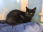 Adopt Van A All Black Domestic Shorthair / Mixed (short Coat) Cat In Athens