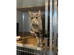 Adopt Dr. Grey a Gray or Blue Domestic Shorthair / Domestic Shorthair / Mixed
