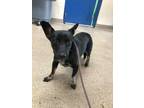 Adopt 50258564 a Black Australian Cattle Dog / Mixed dog in Shelby