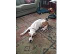 Adopt Fosse a White - with Tan, Yellow or Fawn Anatolian Shepherd / American Pit