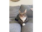 Adopt Chester a Brown Tabby American Shorthair / Mixed (short coat) cat in